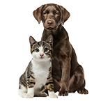 cku3eeb9t00hhg6e7dqzkp86m category pets max